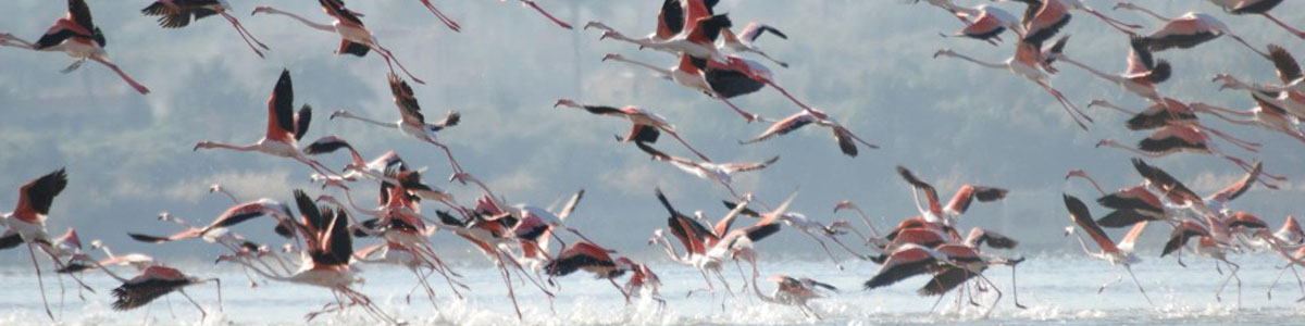 Flamingos