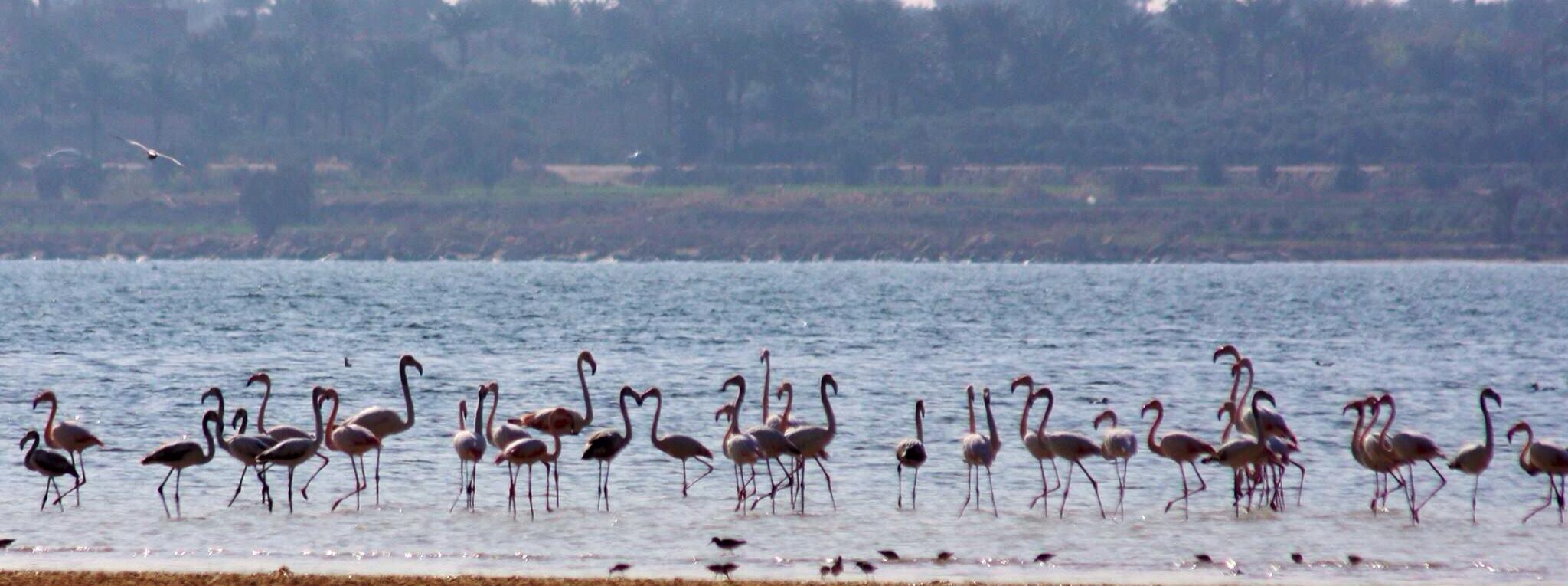 flamingo_fayoum_egypt-32